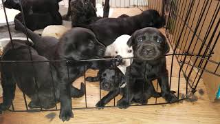 Mama Dog with nursing puppies