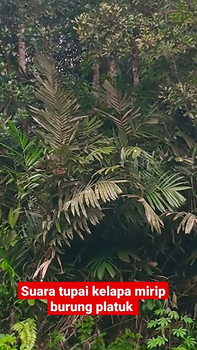 SUARA TUPAI KELAPA MIRIP BURUNG PLATUK KETIKA MERASA TERANCAM & MASA K4WIN#short
