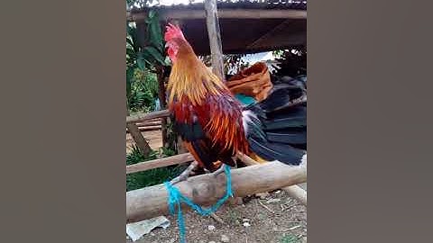 noob qaib txaij dib tuaj zoo heev lau txaij tus tub kiag nawb