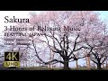 【RELAX WORLD / 4K Sleep Piano Music】Sakura 3 Hours of Relaxing Music, meditation,Calm,Study