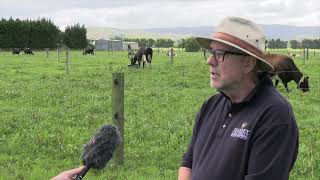 Research shows plantain can significantly reduce nitrogen leaching on farms | Massey University