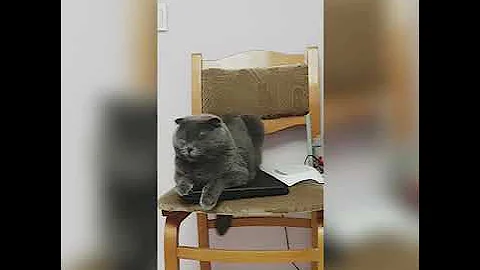 Video 9114271: scottish fold cat breed, gray scottish fold cat, cat breed big, domestic cat breed, cat dominates