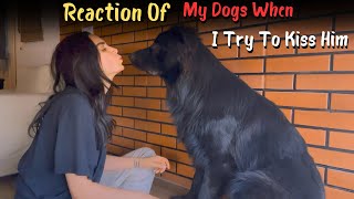 Reaction Of My Dogs When I Try To Kiss Him