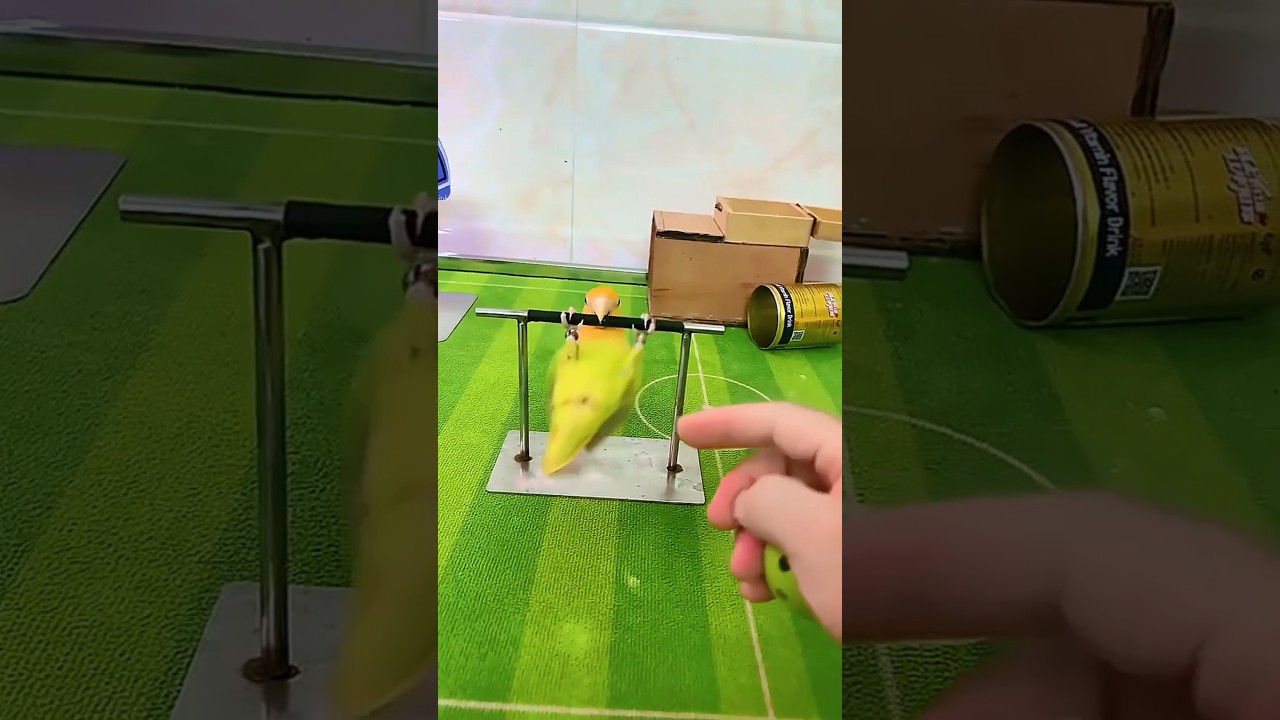 Have you ever seen such a smart lovebird parrot? 