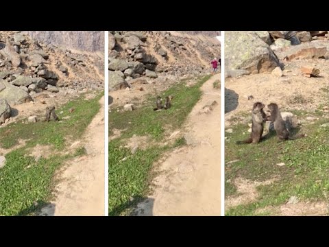 Marmots Fighting In Front Of Amused Onlookers
