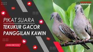 PANGGILAN KAWIN...!!! SUARA BURUNG TEKUKUR TERBAIK (NO.5)