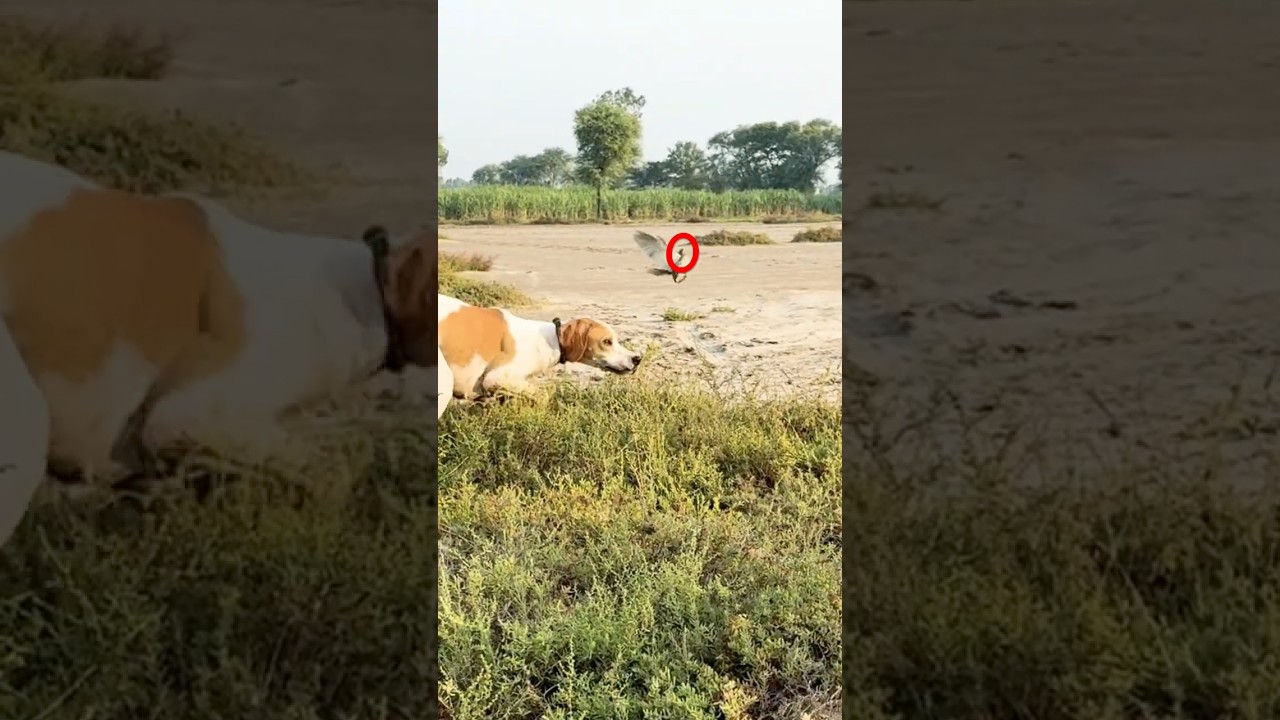 Quail hunting With Pointer Dog / Best English Italian Pointer field hunting 