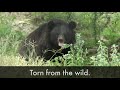 Bear bile: Stop this horrendous torture