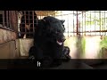 Bear bile: Stop this horrendous torture
