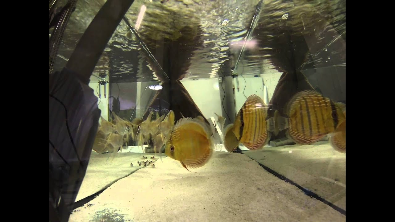 Alenquer Cuipeua Discus arriving at home - YouTube