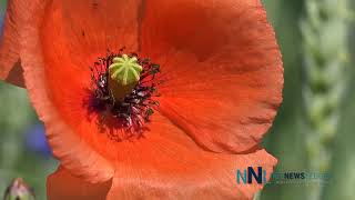 Remembrance Day 2020
