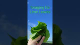 Foraging for Lime Leaves #shorts