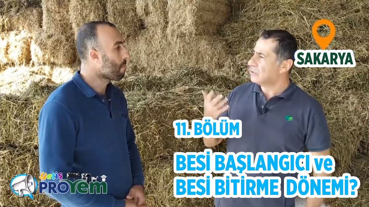 Besi başlangıcı ve besi bitirme dönemi ne zaman olmalıdır? - Yetiş Proyem 11.Bölüm