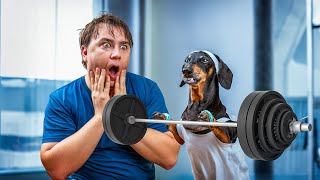 No Pain, No Gain! Cute & Funny Dachshund Dog Video!