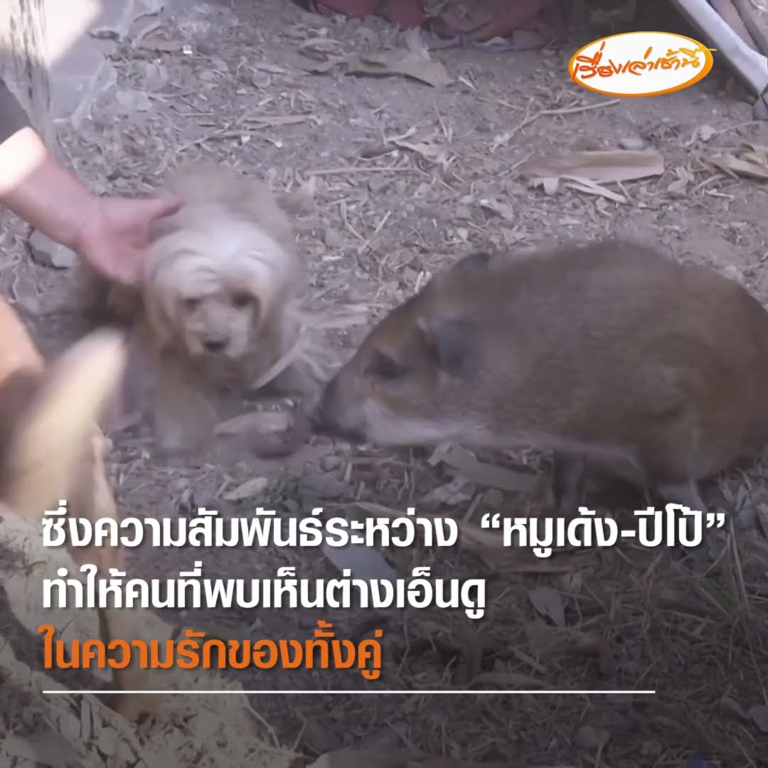 เอ็นดู “ปีโป้” สุนัขพี่เลี้ยง คอยดูแลหมูป่าพิการไม่ห่าง
