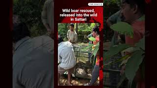 Wild boar rescued, released into the wild in Sattari