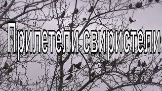 В Новосибирск прилетели свиристели. Нашествие свиристелей. 11.04.2023г.