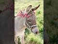 Amazing Facts About Donkey 🐴 #facts #wildlifeentertainment #animals #wildlife