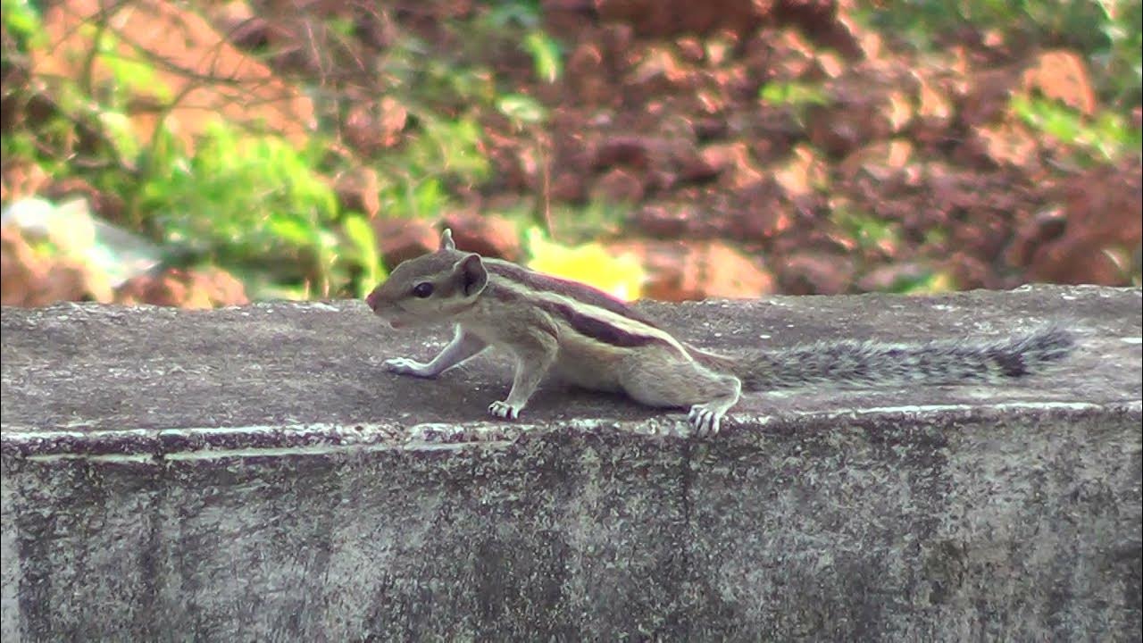 Angry barking Squirrel sound YouTube