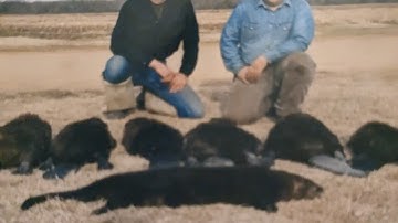 Fleshing Otter Hides . #billingsleybrandlures #coyotetrapping