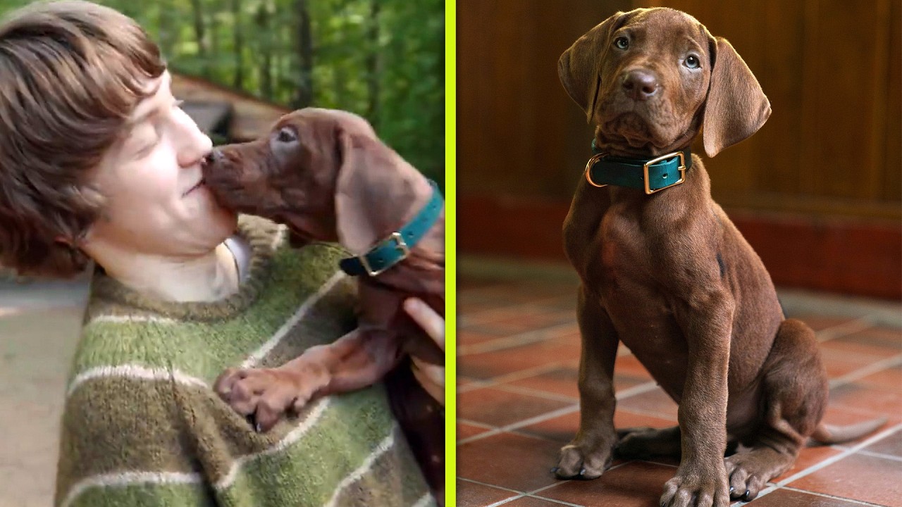 Netflix’s Scooby-Doo Introduces REAL PUPPY Playing Iconic Dog for ‘Origins’