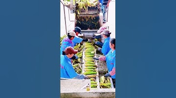 Corn Loading Chaos 🌽🙃 Too Many Workers, Too Few Slots