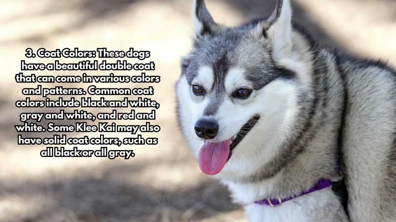 5 Facts About the Alaskan Klee Kai