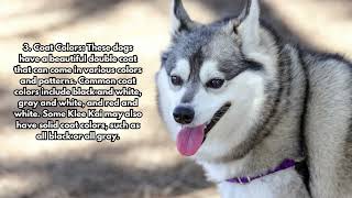 5 Facts About the Alaskan Klee Kai by Daily Life With Dogs No views 8 months ago 1 minute, 19 seconds