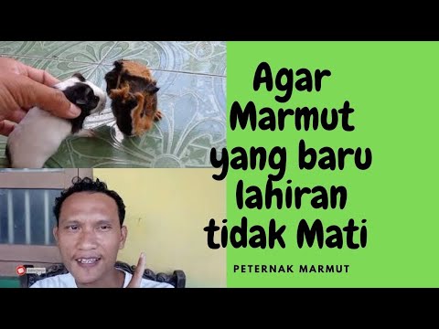 Video: Apakah marmot jantan akan membunuh bayinya?