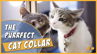 The Complete Cat Collar Guide  how to chose and fit the perfect collar (and keep your cat safe)