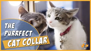The Complete Cat Collar Guide - how to chose and fit the perfect collar (and keep your cat safe)