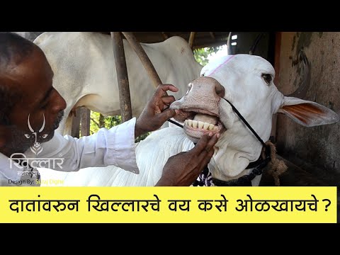 Khillar Maharashtrachi Shaan | दातांवरून खिल्लारचे वय कसे ओळखतात ? | Khillar | 2020