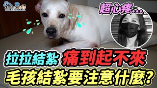 【老超與狗】結紮日記拉拉篇術後照顧要注意什麼事花幾天恢復活力拉布拉多母狗【超老師】