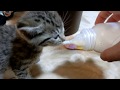 生後一ヶ月の子猫にミルクあげた Baby kitten drinking milk from bottle