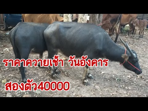 ราคาควายวันนี้ อังคารที่1พ.ย.65 ควายเลี้ยงน่าซื้อ ควายเนื้อเยอะ ตลาดนาล้อม อ.พังโคน จ.สกลนคร