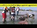     mermaid exist in real life  tamil amazing facts  mermaid captured