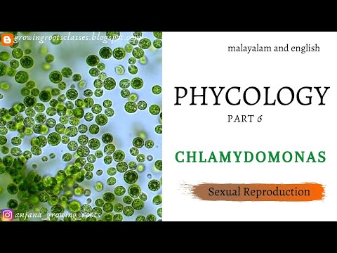 Vídeo: Chlamydomonas é isogâmica ou anisogâmica?