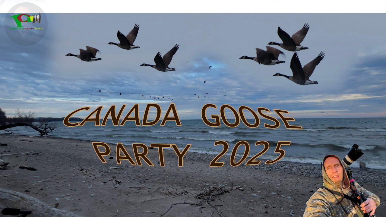 Canada Goose Party - Dec #Canada Goose #birds #goose #party