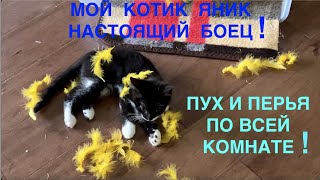 MY KITTEN IAN IS A REAL WARIER - FEATHERS ARE IN THE WHOLE ROOM! Video for cats lovers.