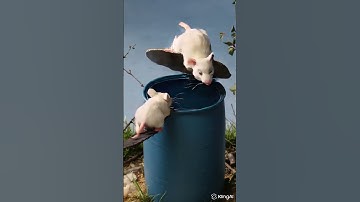 🐭 Cute White Mouse vs. The Barrel Trap 🎯 | Funny Loop Video
