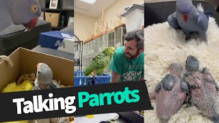 Funny Birds: Parrots Talking
