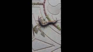 Убийство сколопендрии. Живучая / Scolopendra Убийство сколопендрии. Живучая / Scolopendra