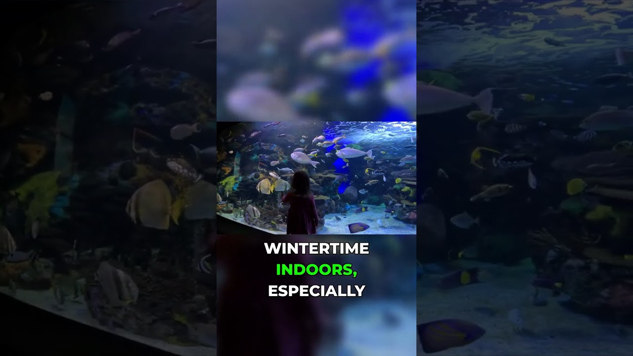 Winter in Toronto? Ripley's Aquarium is a MUST!