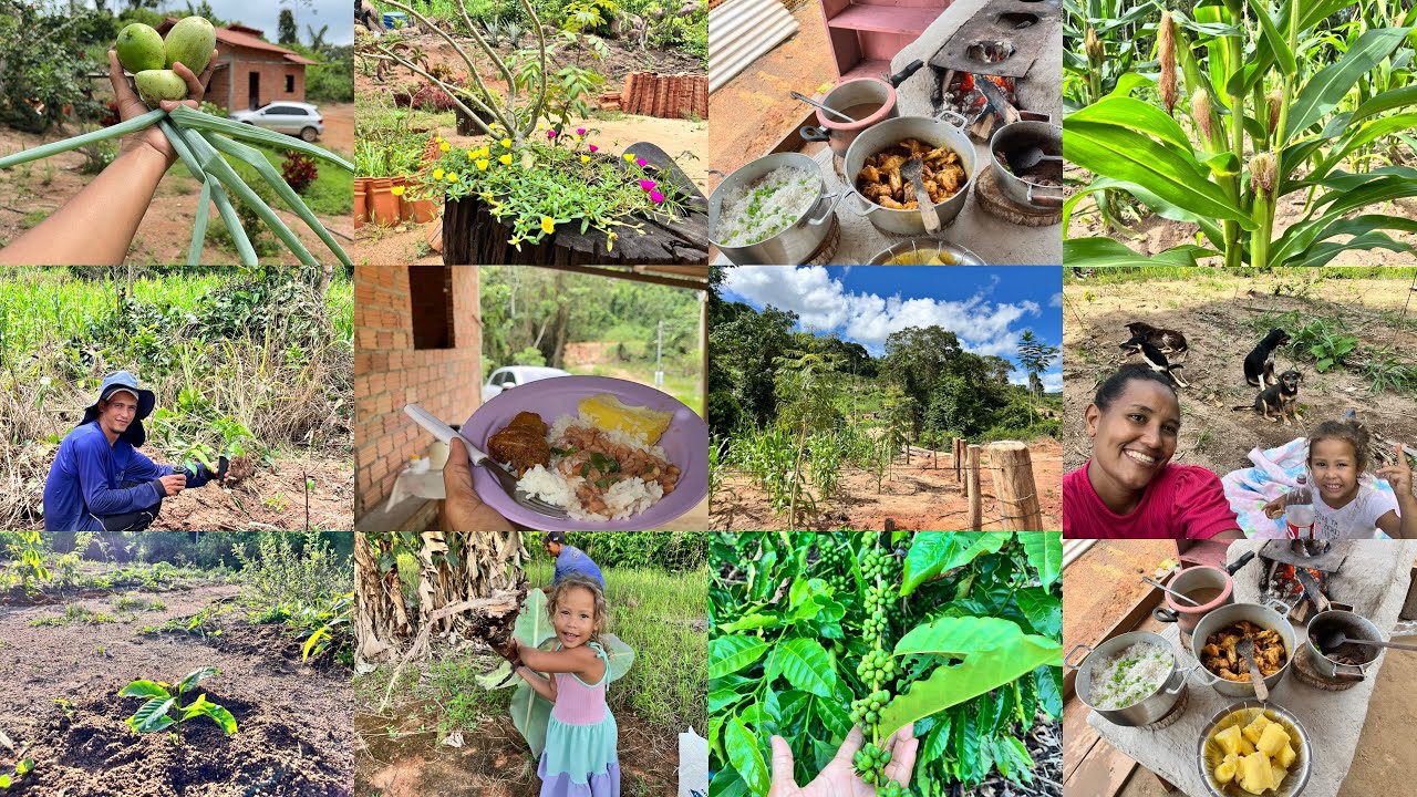 FOGÃO a LENHA ACESO FRANGO CAIPIRA e PLANTAÇÃO de CAFÉ: NOSSA VIDA NO SÍTIO / LINDA A ROÇA DE MILHO 