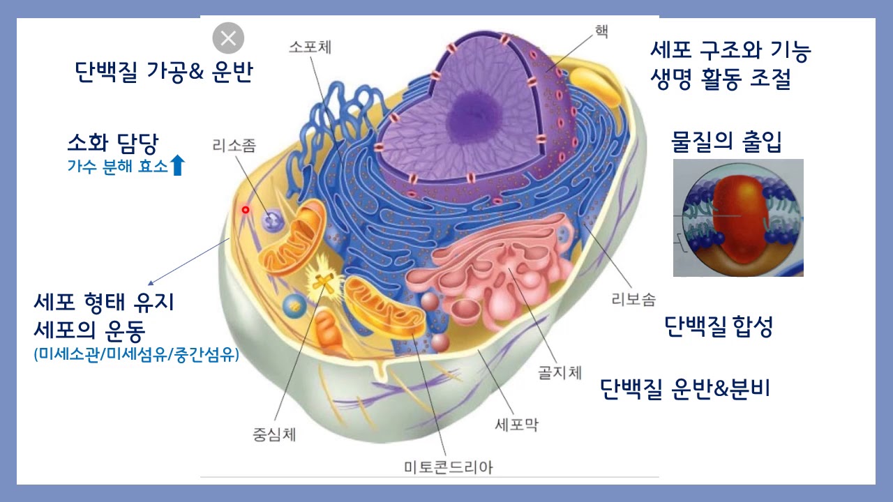 생명과학II(세포의 구조와 기능 -1) - YouTube