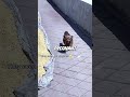 Man meets street dog family every day ❤️