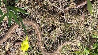 SNAKE in Penns Woods. 🐍. PLEASE SUBSCRIBE