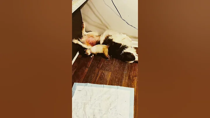 Video 11660821: little siamese kitten, cute siamese kitten