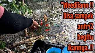 ENTAH BERAPA LAMA SPOT INI GAK DIKUNJUNGI PEMANCING ‼️ mancing ikan red devil NAHOL MANIA 