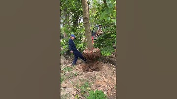 Đánh cây xoài cho khách vip #xuhuong #caycanh